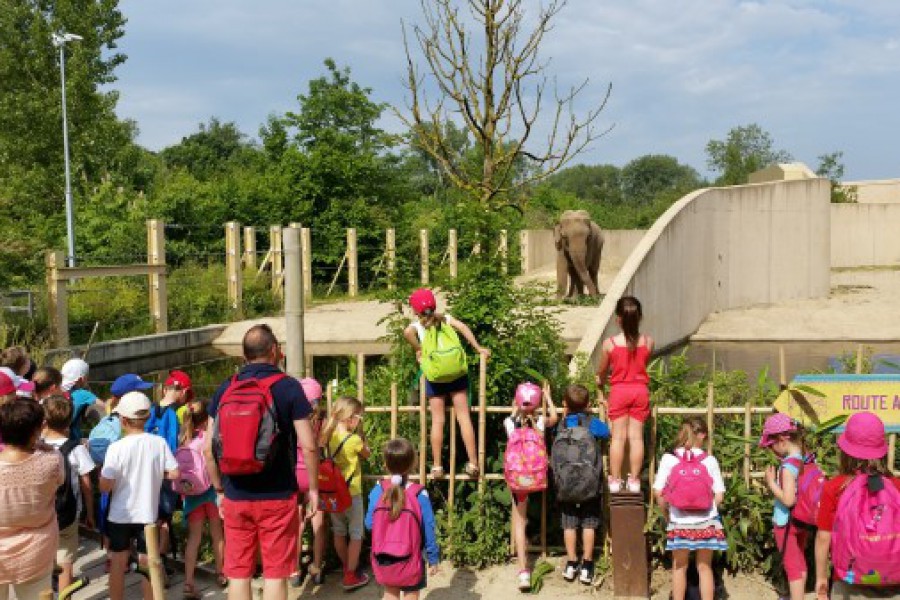 Schoolreis eerste graad: kuieren tussen de dieren in Planckendael.