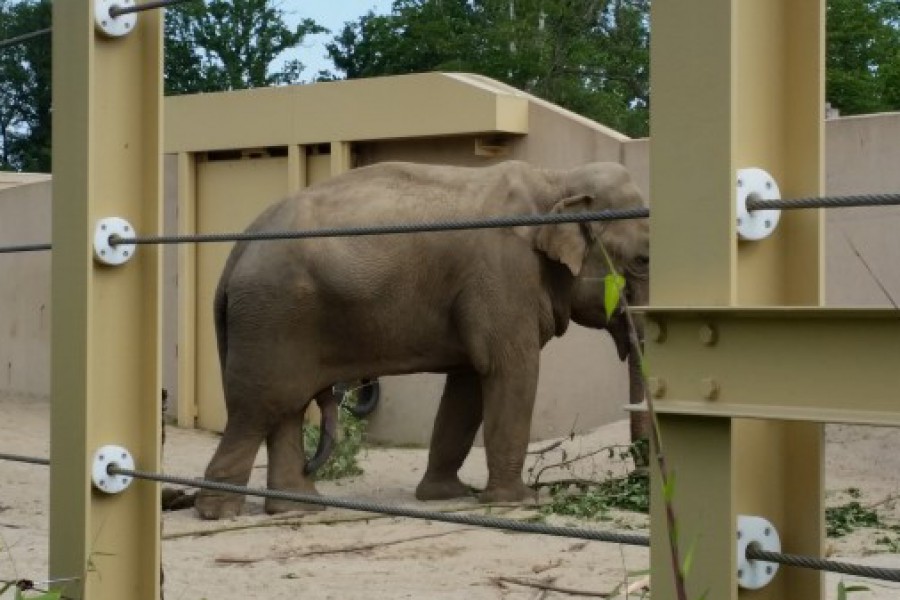 Schoolreis eerste graad: kuieren tussen de dieren in Planckendael.