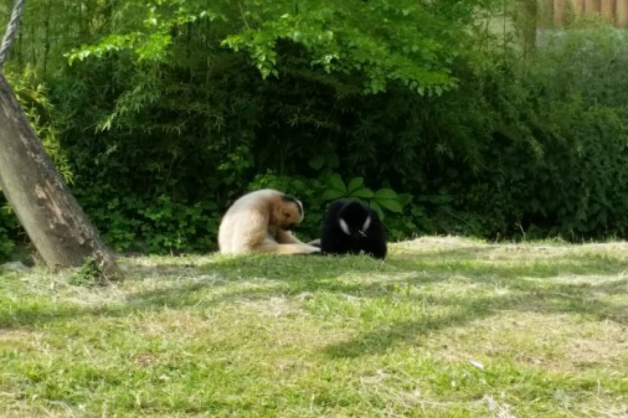 Schoolreis eerste graad: kuieren tussen de dieren in Planckendael.