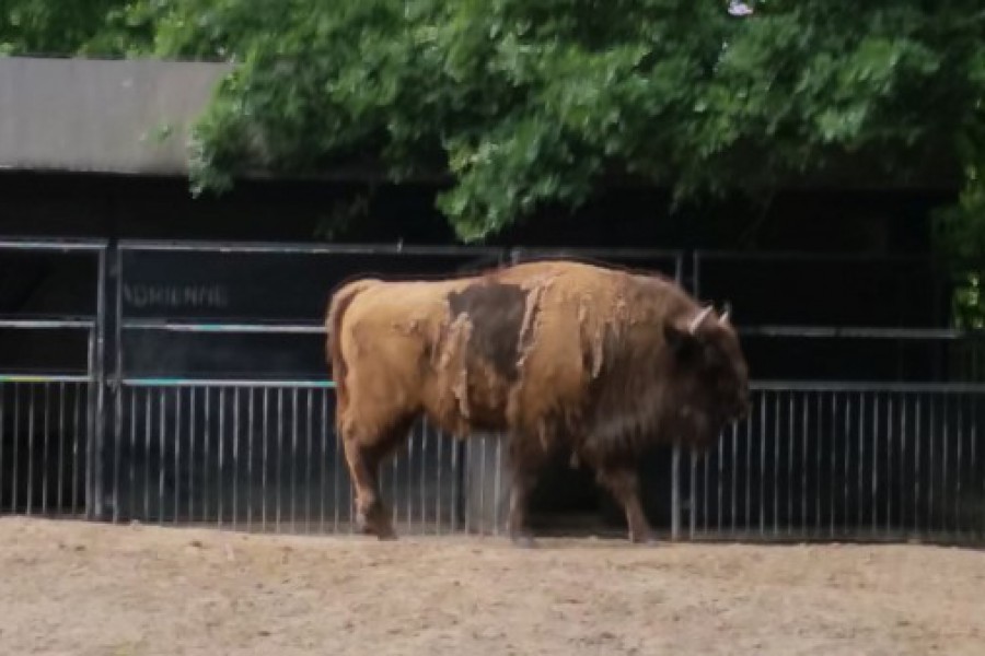 Schoolreis eerste graad: kuieren tussen de dieren in Planckendael.