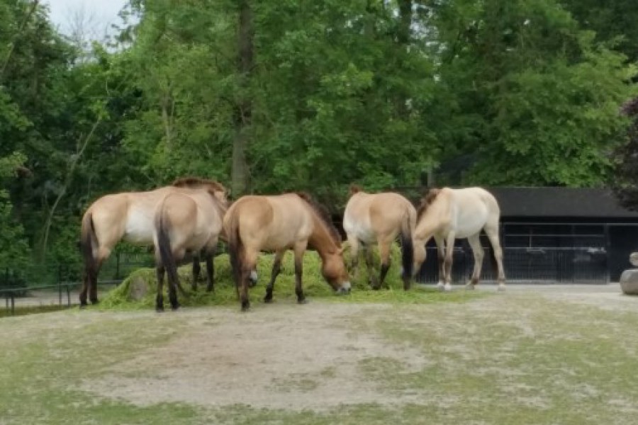 Schoolreis eerste graad: kuieren tussen de dieren in Planckendael.