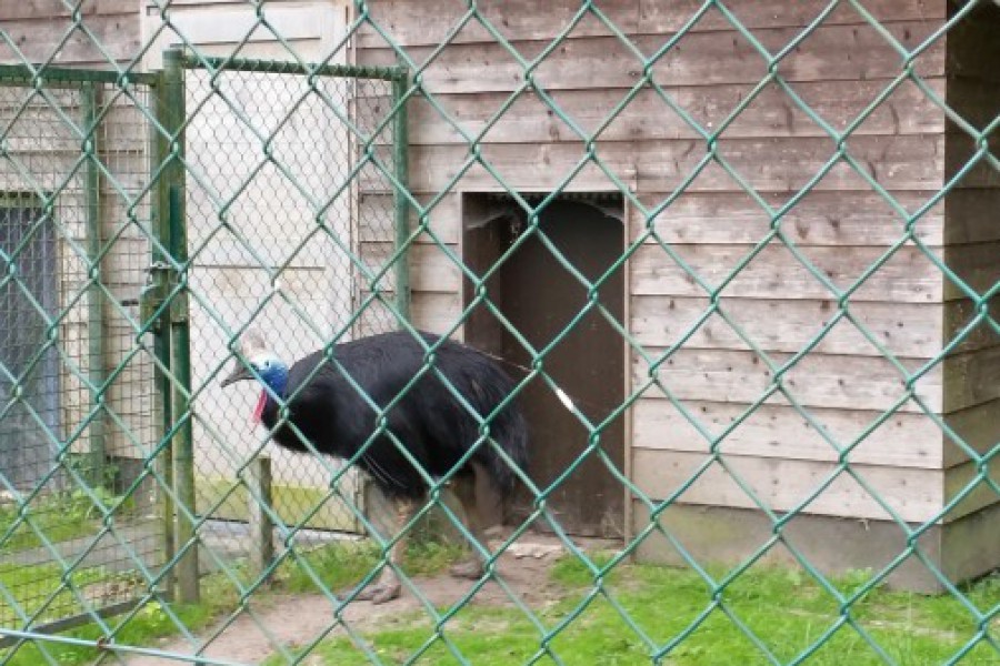 Schoolreis eerste graad: kuieren tussen de dieren in Planckendael.