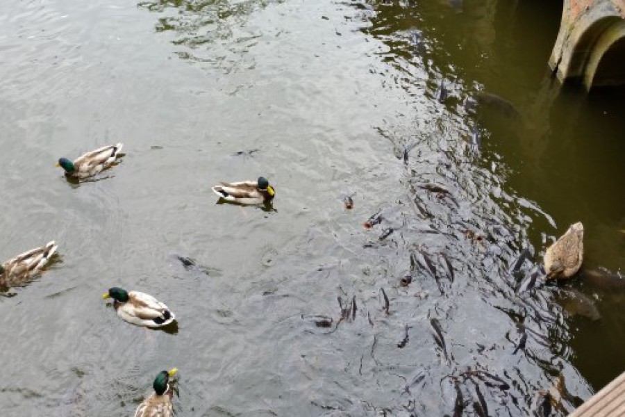 Schoolreis eerste graad: kuieren tussen de dieren in Planckendael.