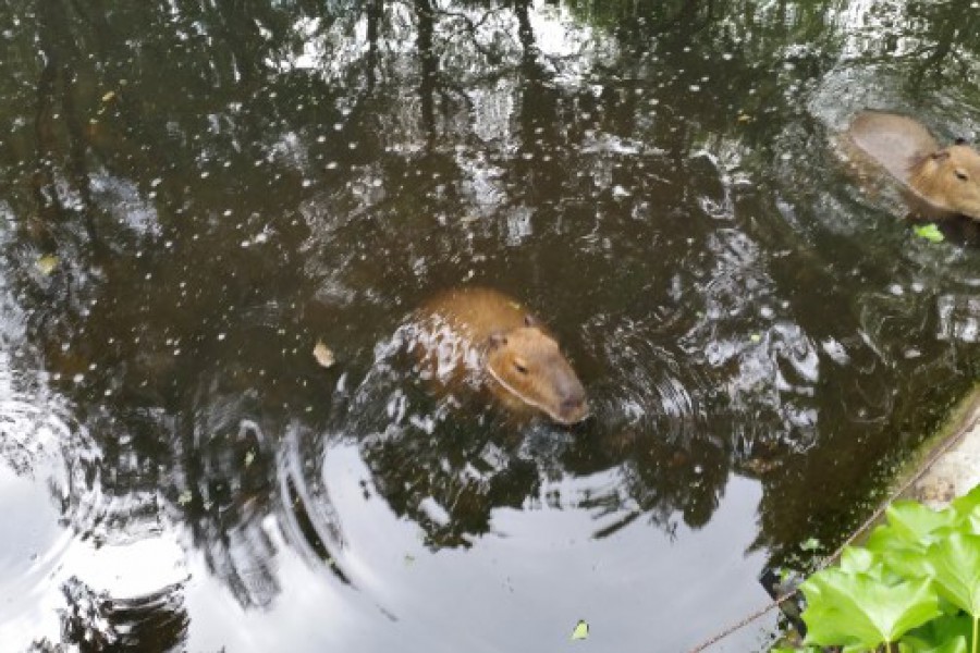 Schoolreis eerste graad: kuieren tussen de dieren in Planckendael.