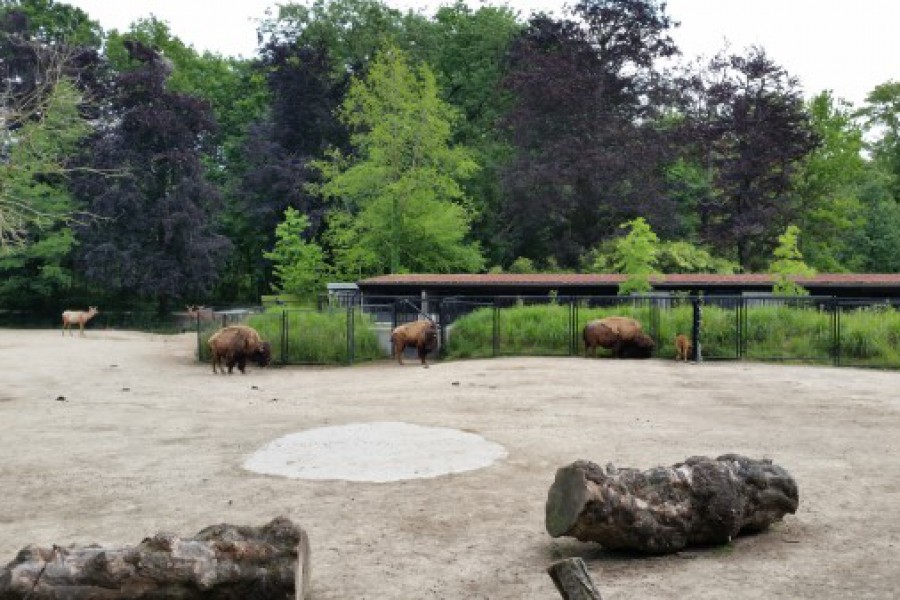 Schoolreis eerste graad: kuieren tussen de dieren in Planckendael.