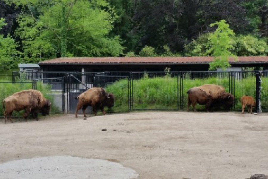 Schoolreis eerste graad: kuieren tussen de dieren in Planckendael.