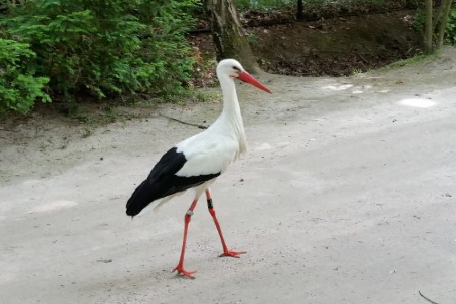 Schoolreis eerste graad: kuieren tussen de dieren in Planckendael.