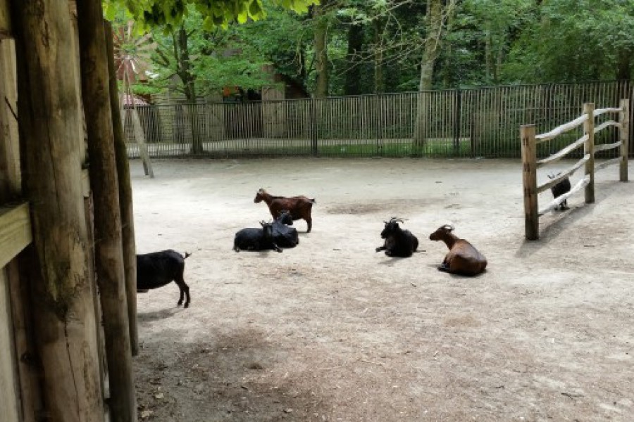 Schoolreis eerste graad: kuieren tussen de dieren in Planckendael.