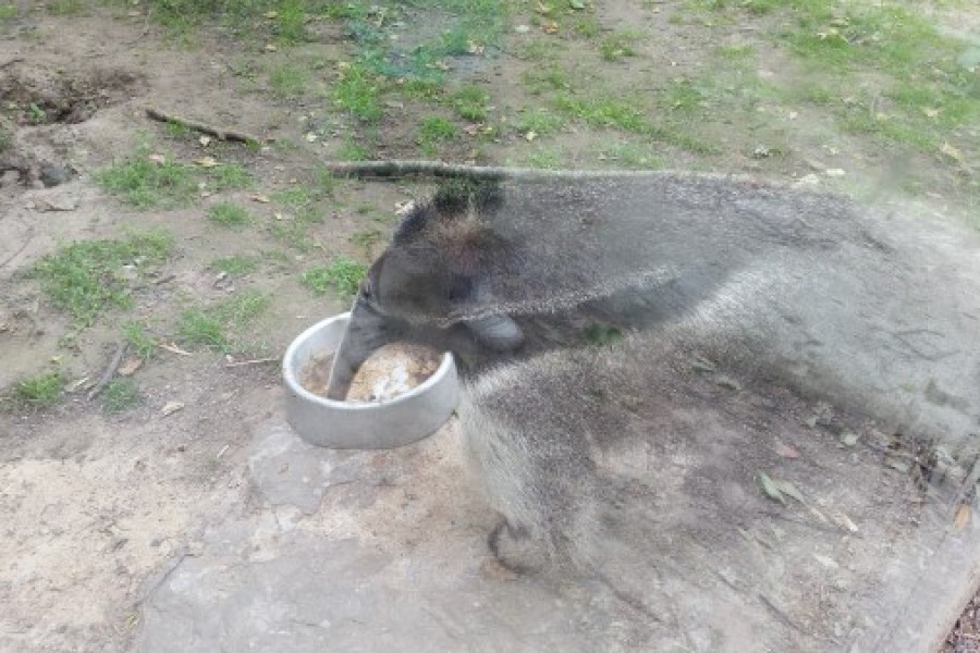 Schoolreis eerste graad: kuieren tussen de dieren in Planckendael.