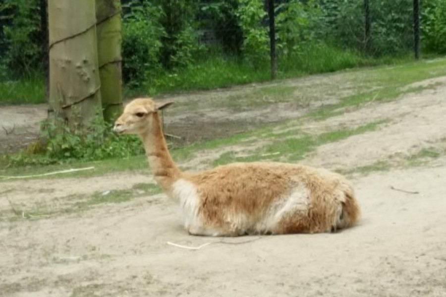 Schoolreis eerste graad: kuieren tussen de dieren in Planckendael.