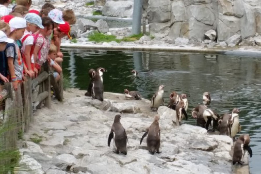 Schoolreis eerste graad: kuieren tussen de dieren in Planckendael.