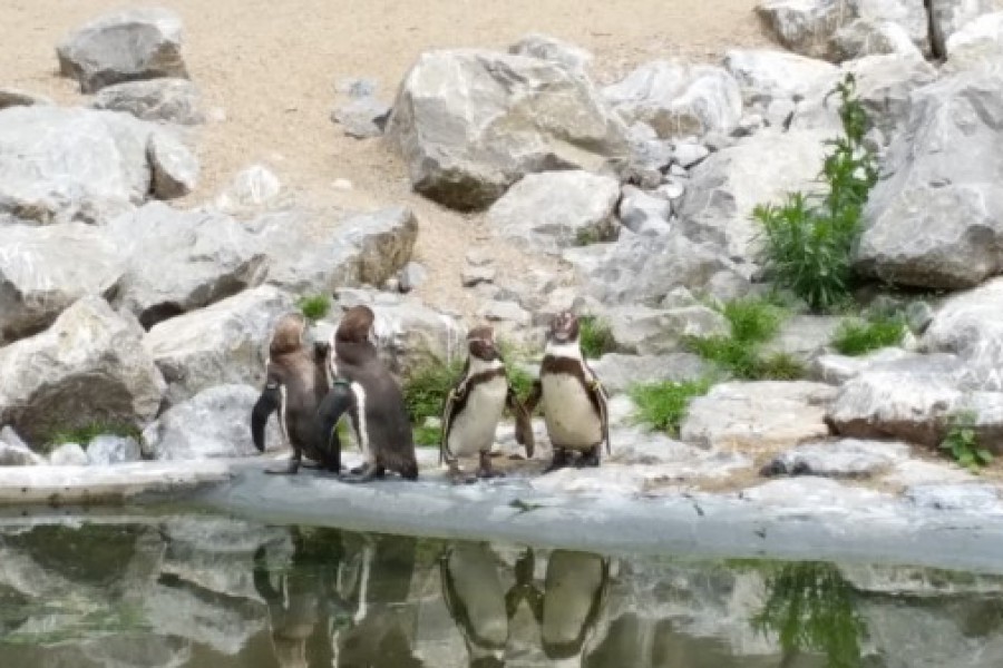 Schoolreis eerste graad: kuieren tussen de dieren in Planckendael.