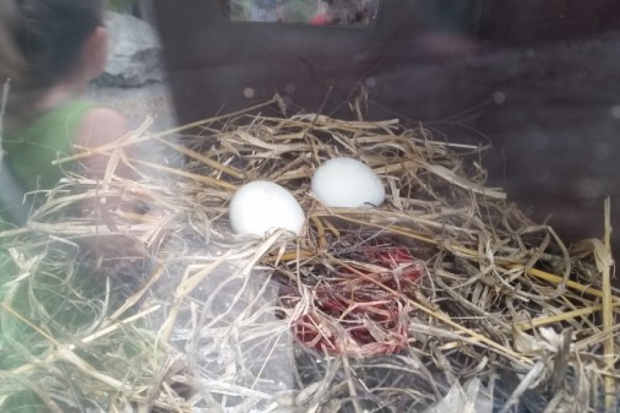 Schoolreis eerste graad: kuieren tussen de dieren in Planckendael.