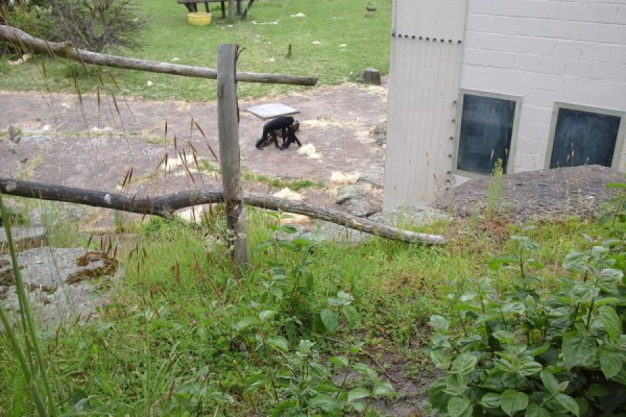 Schoolreis eerste graad: kuieren tussen de dieren in Planckendael.