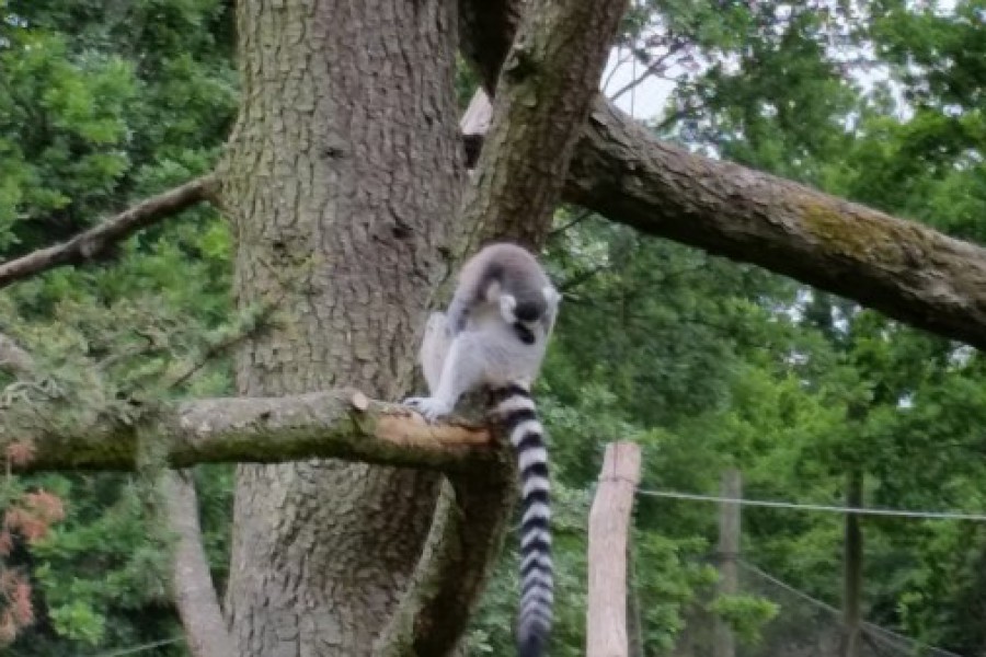 Schoolreis eerste graad: kuieren tussen de dieren in Planckendael.