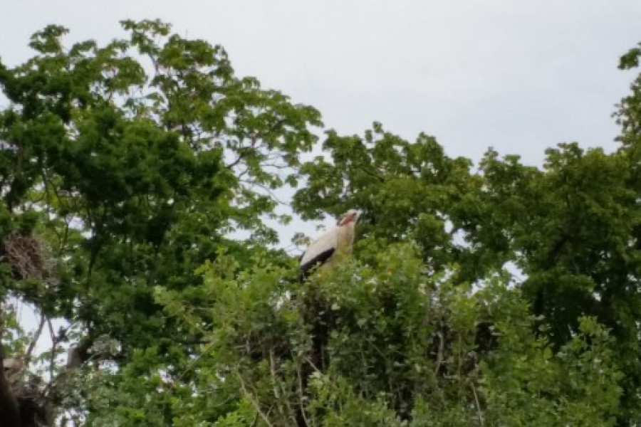 Schoolreis eerste graad: kuieren tussen de dieren in Planckendael.