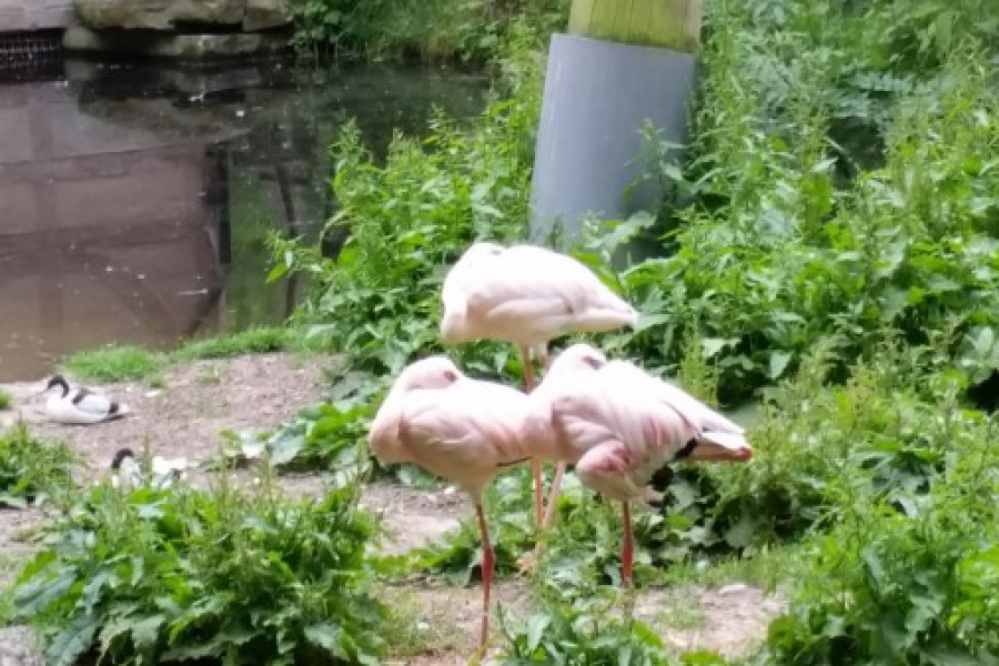 Schoolreis eerste graad: kuieren tussen de dieren in Planckendael.