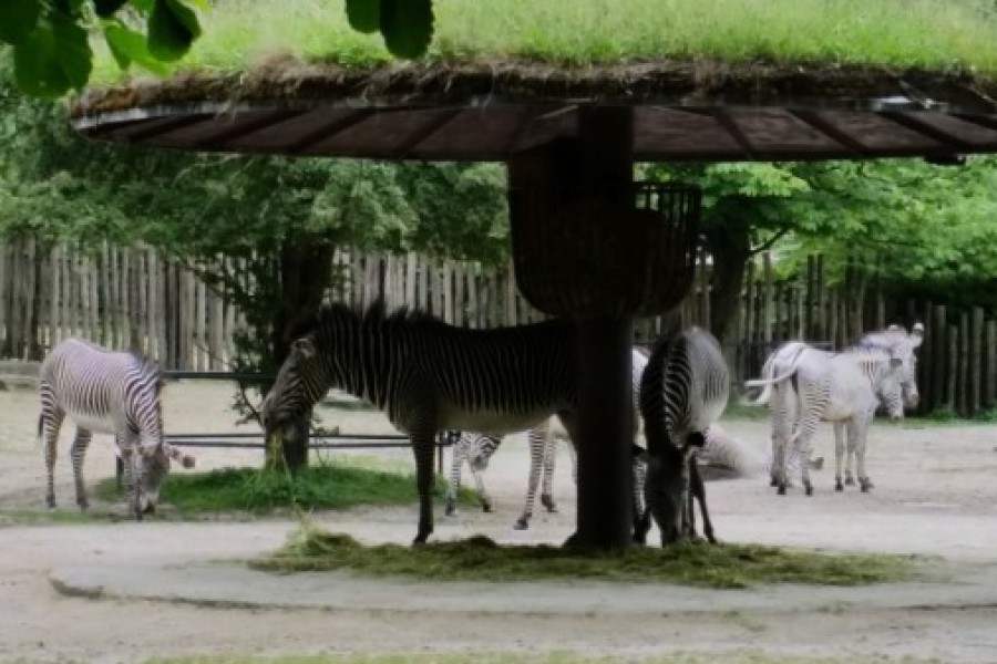 Schoolreis eerste graad: kuieren tussen de dieren in Planckendael.