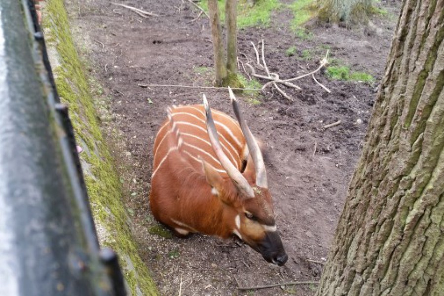 Schoolreis eerste graad: kuieren tussen de dieren in Planckendael.