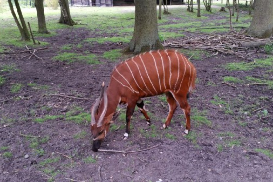 Schoolreis eerste graad: kuieren tussen de dieren in Planckendael.