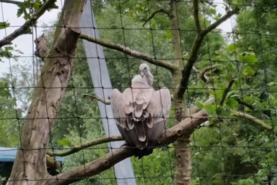 Schoolreis eerste graad: kuieren tussen de dieren in Planckendael.